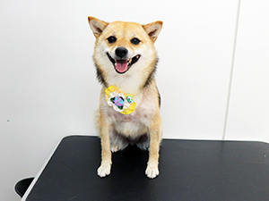 神奈川に近い東京町田のブリーダーKAKOでトリミングした柴